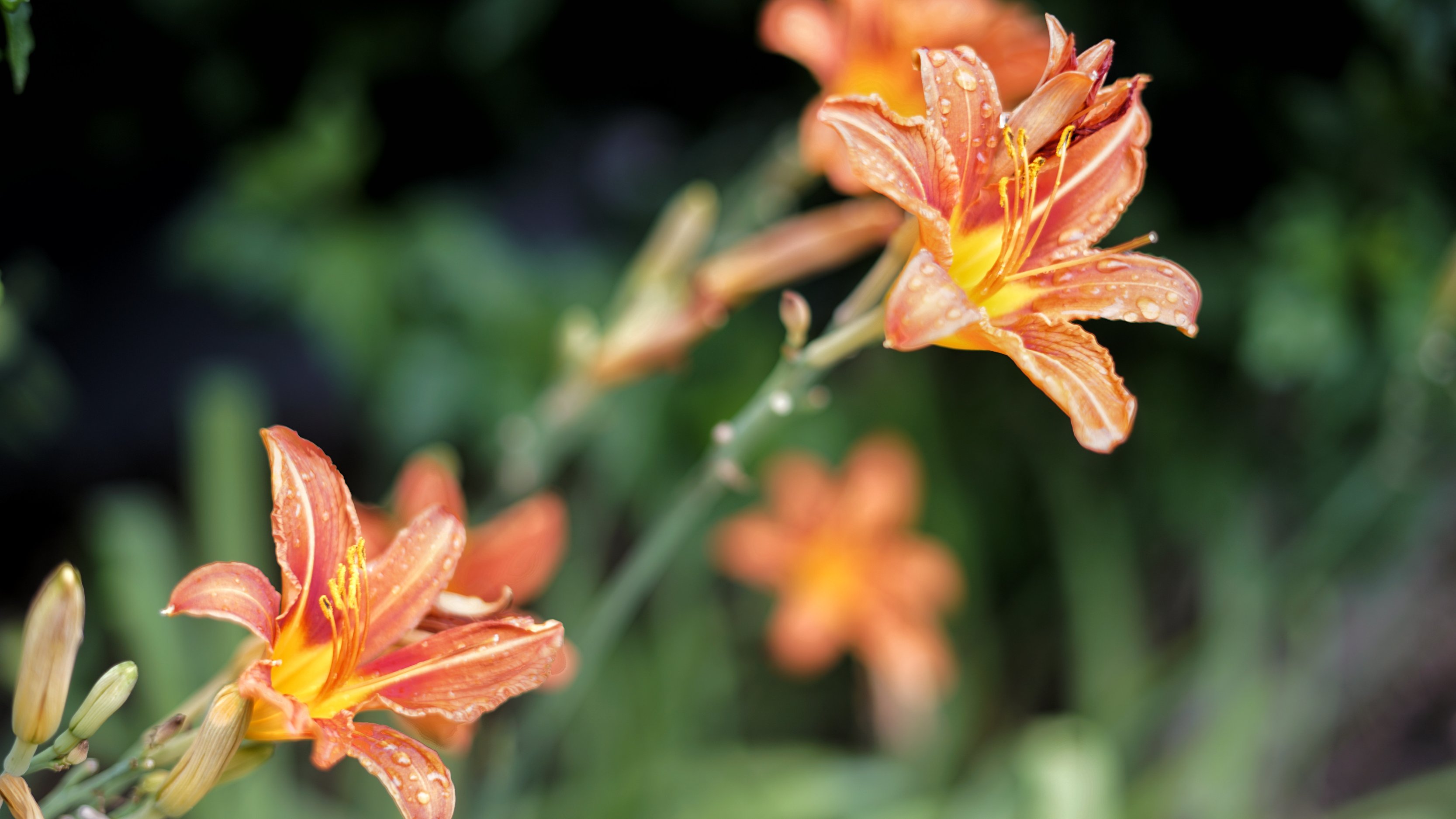 Mehrere rot-orange Blüten der Schwertlilie 
