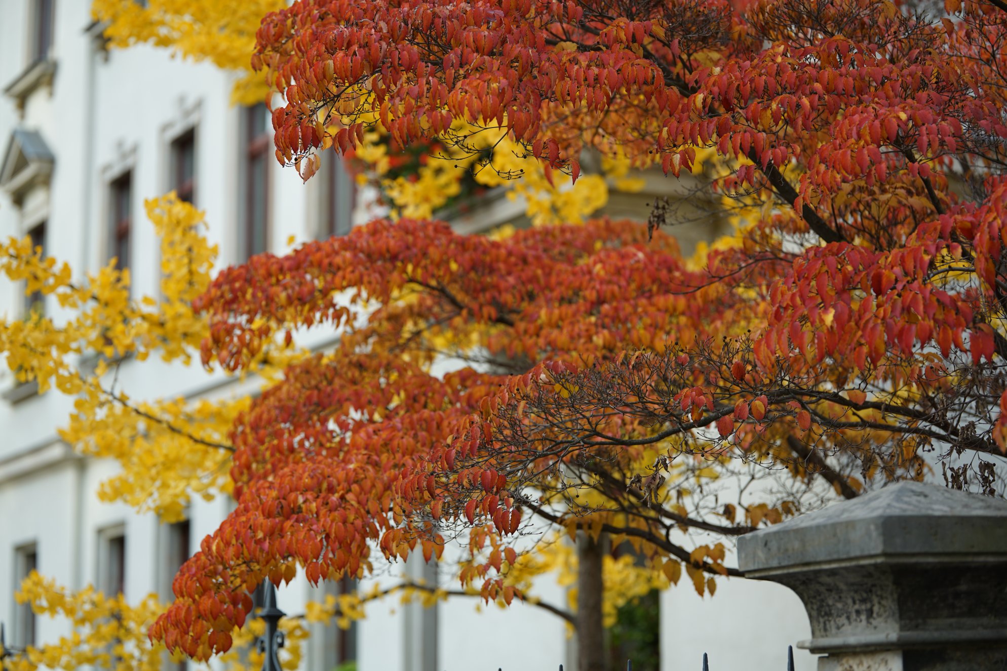 Rotes Laub am Baum vor sehr gelbem, dahinter Wohnhaus, davor Säule eines Zaunes 