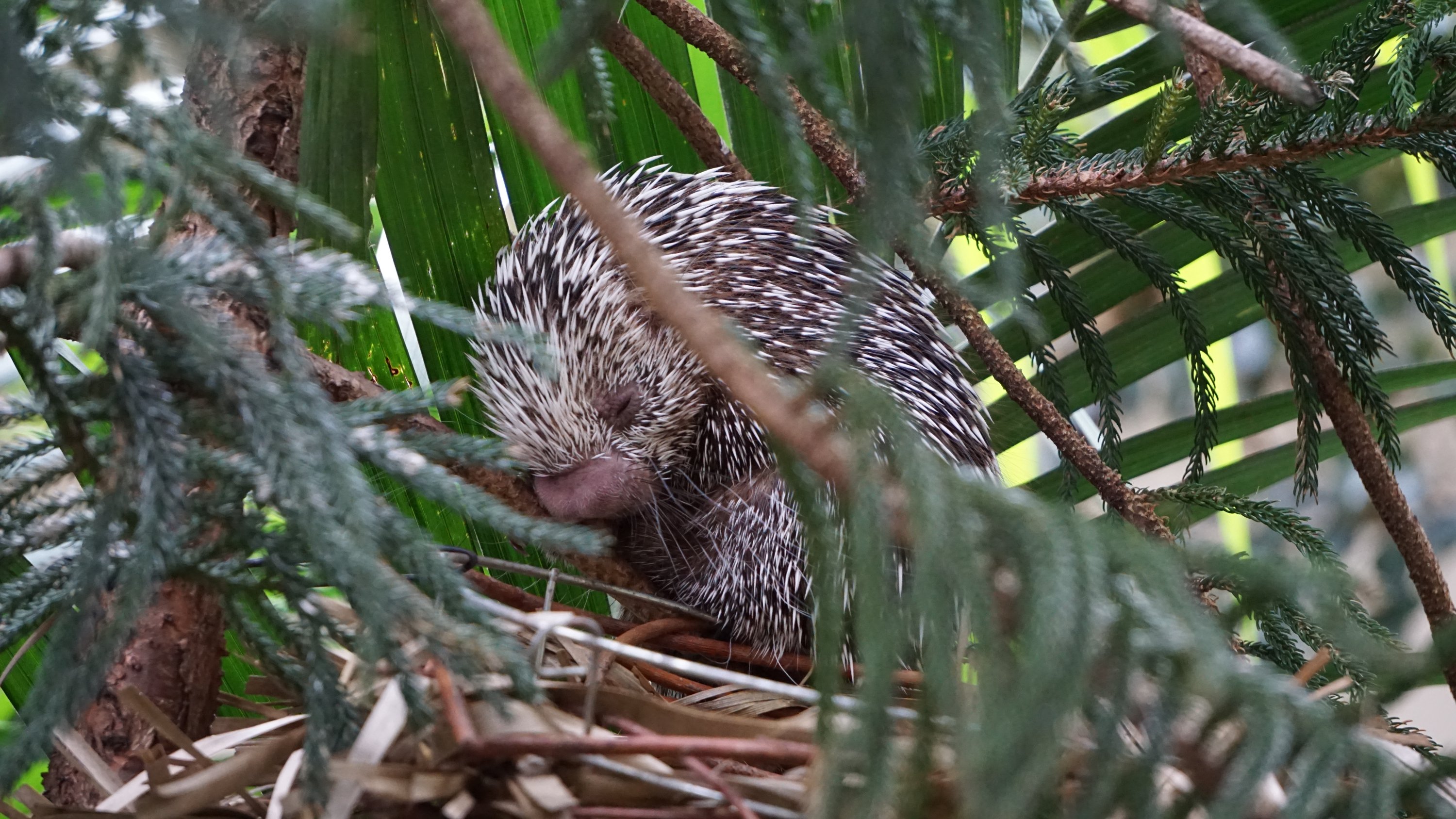 Etwas mehr Kontext um das Tier 