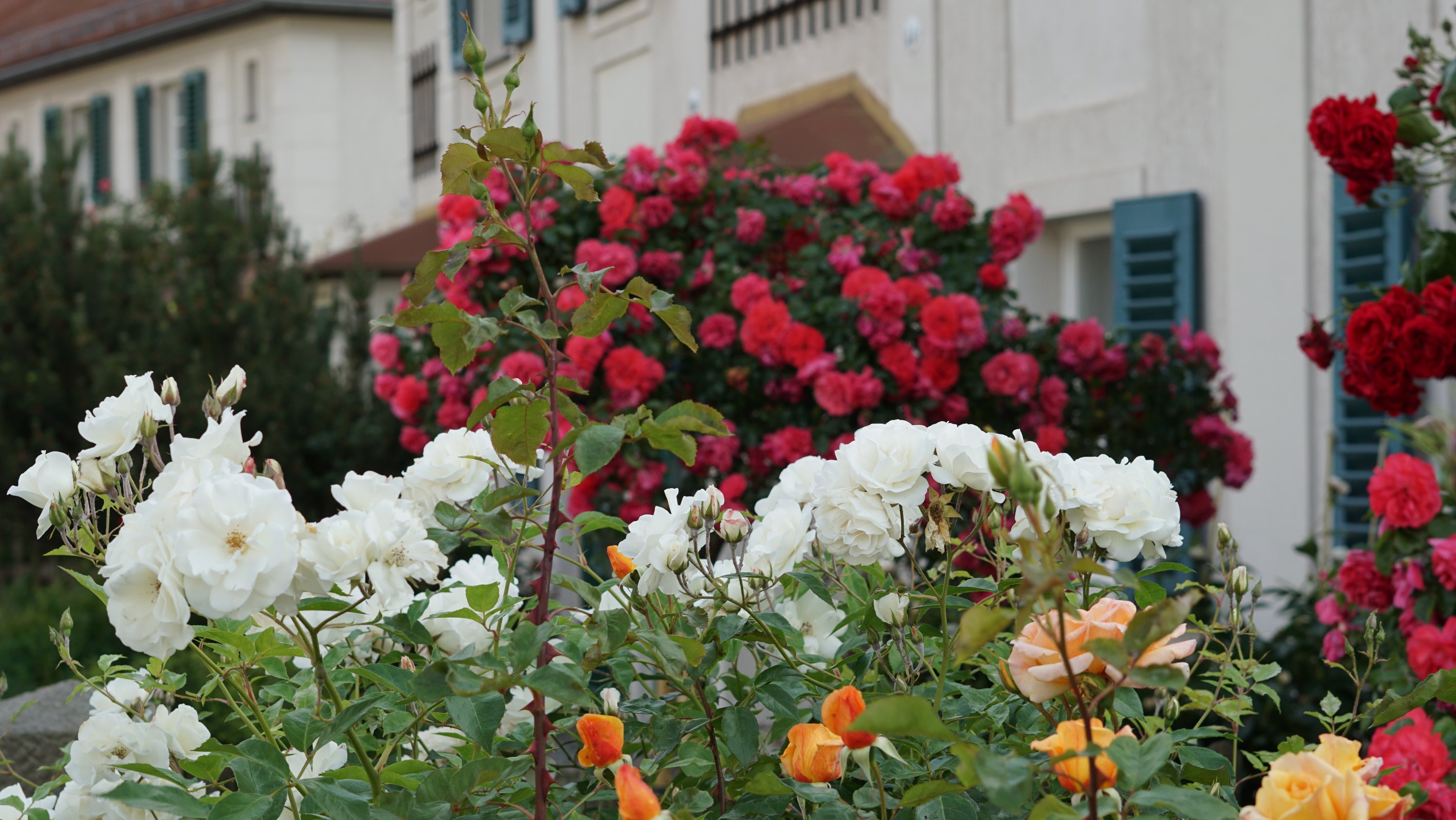 Weiterer Winkel, lachsfarbene und noch mehr rote Rosen am rechten Rand 