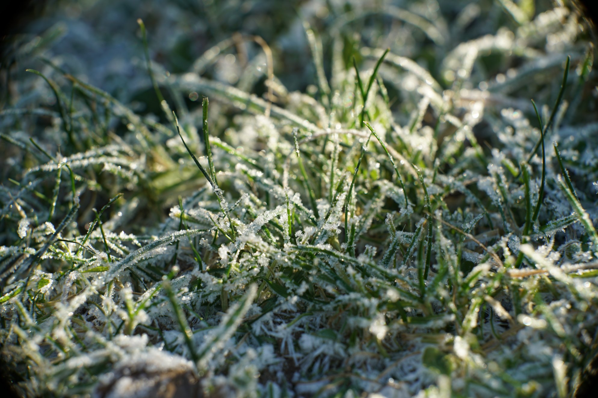 Mehr Eiskristalle auf Gras 