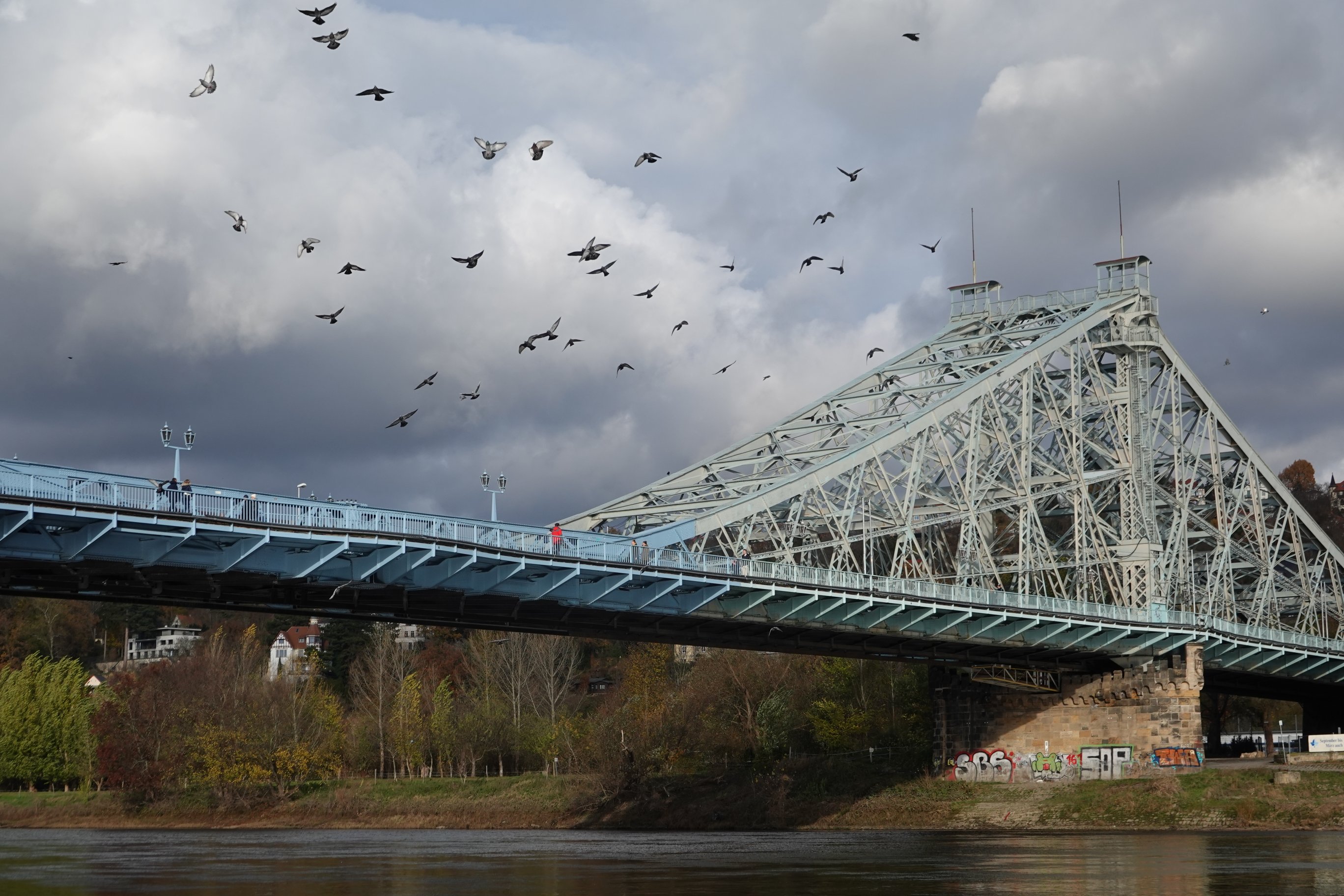 Vogelschwarm über der Brücke