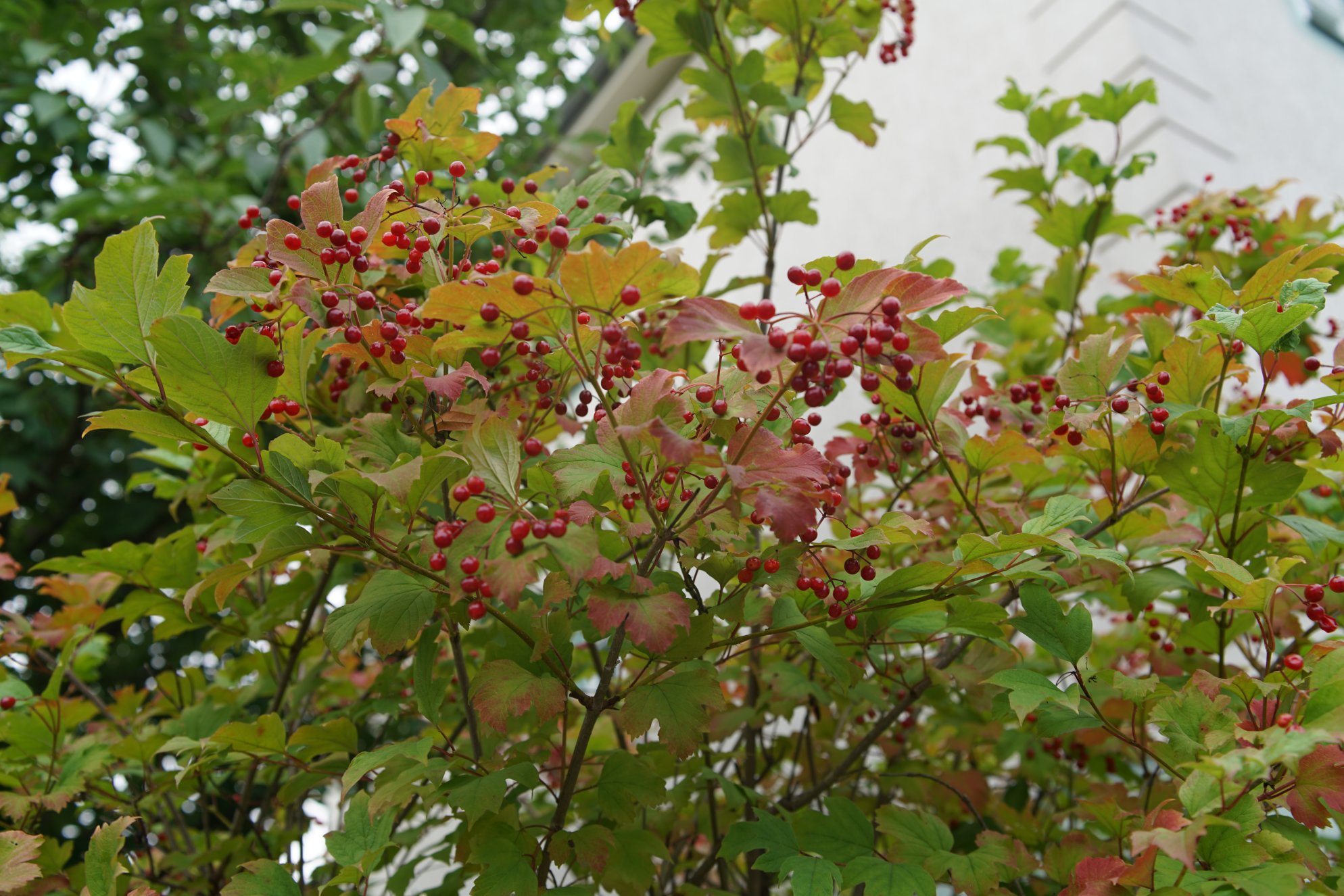 Kleine, rote Beeren an einem Baum 