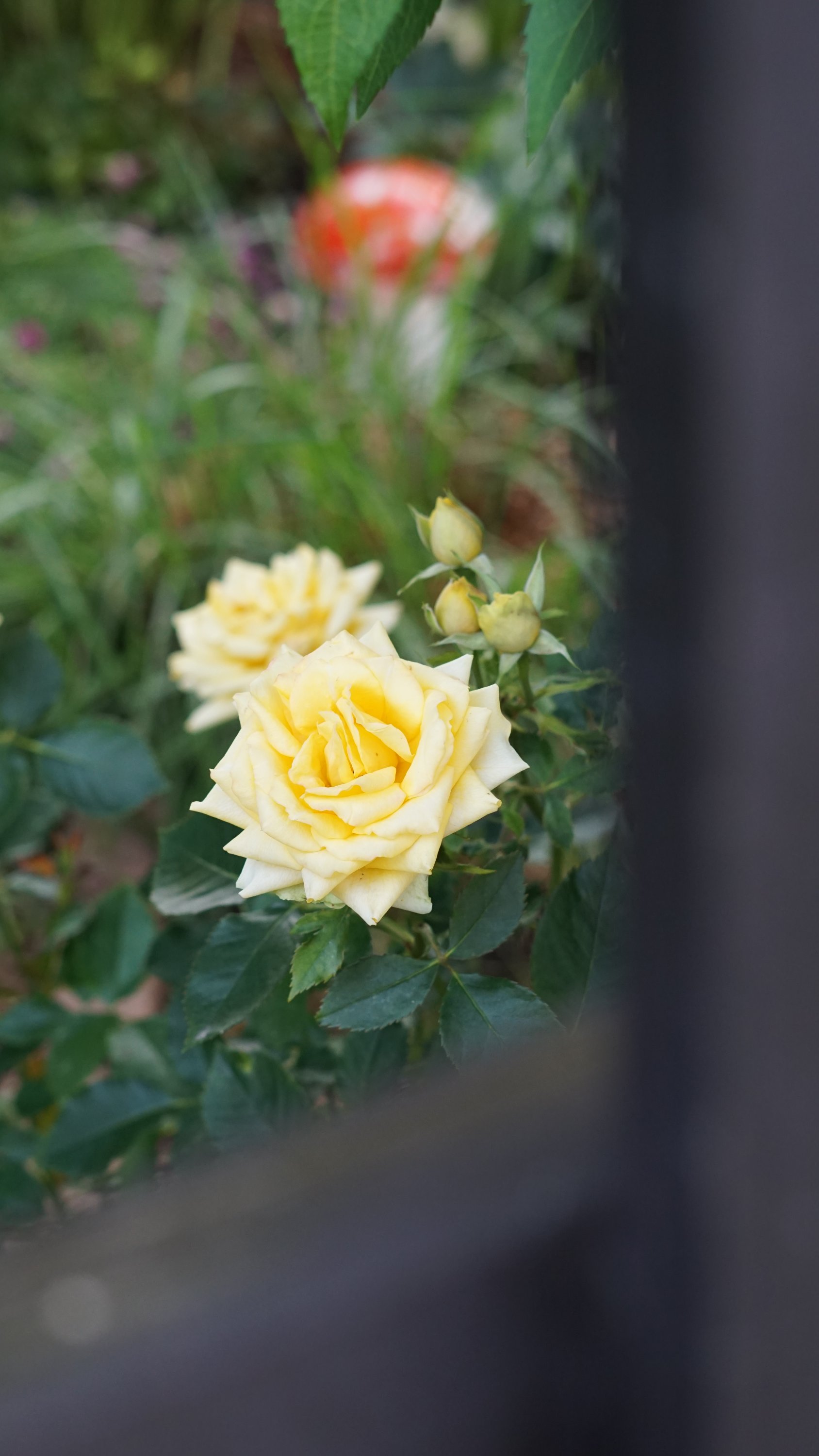 Zwei offene, gelbe Blüten, daneben 3 Knospen 