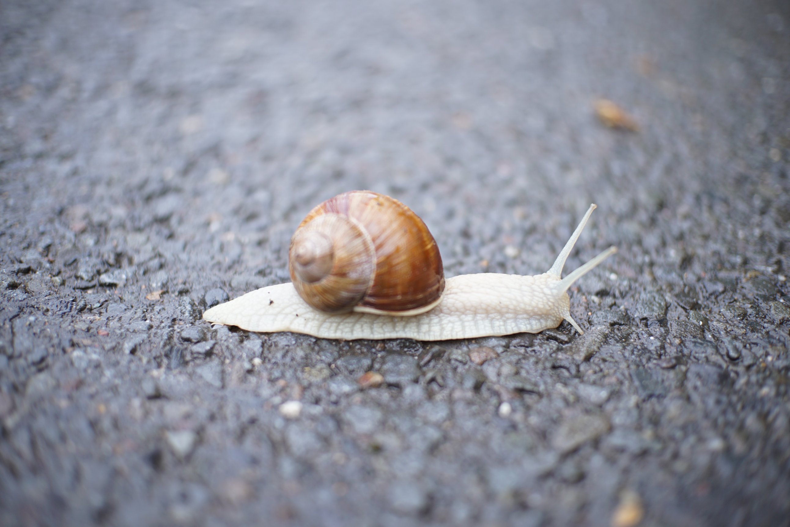 Eine Schnecke mit Häuschen auf Asphalt 
