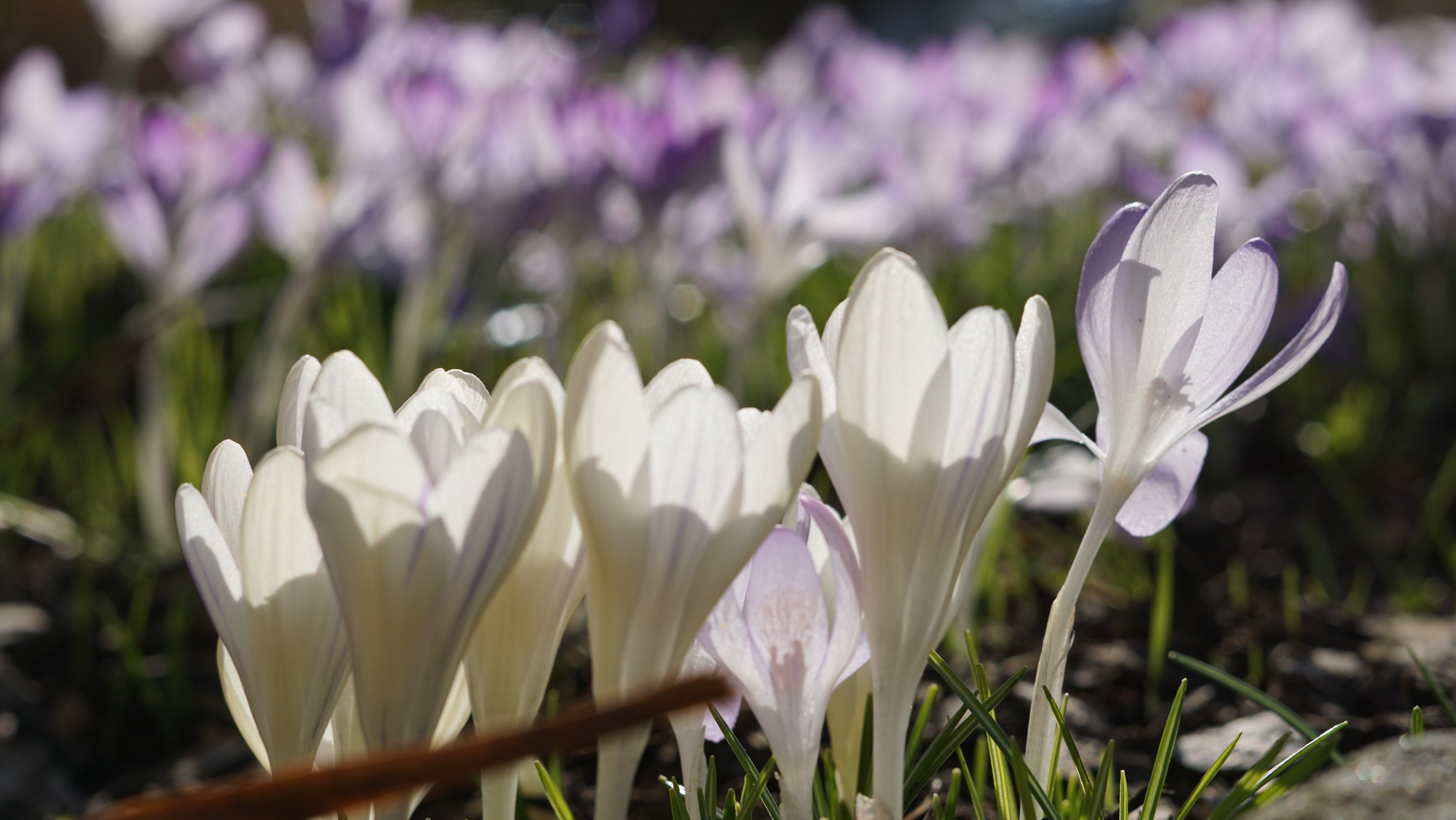 weiße Krokus-Blüten im Vordergrund
Lilane unscharf im Hintergrund