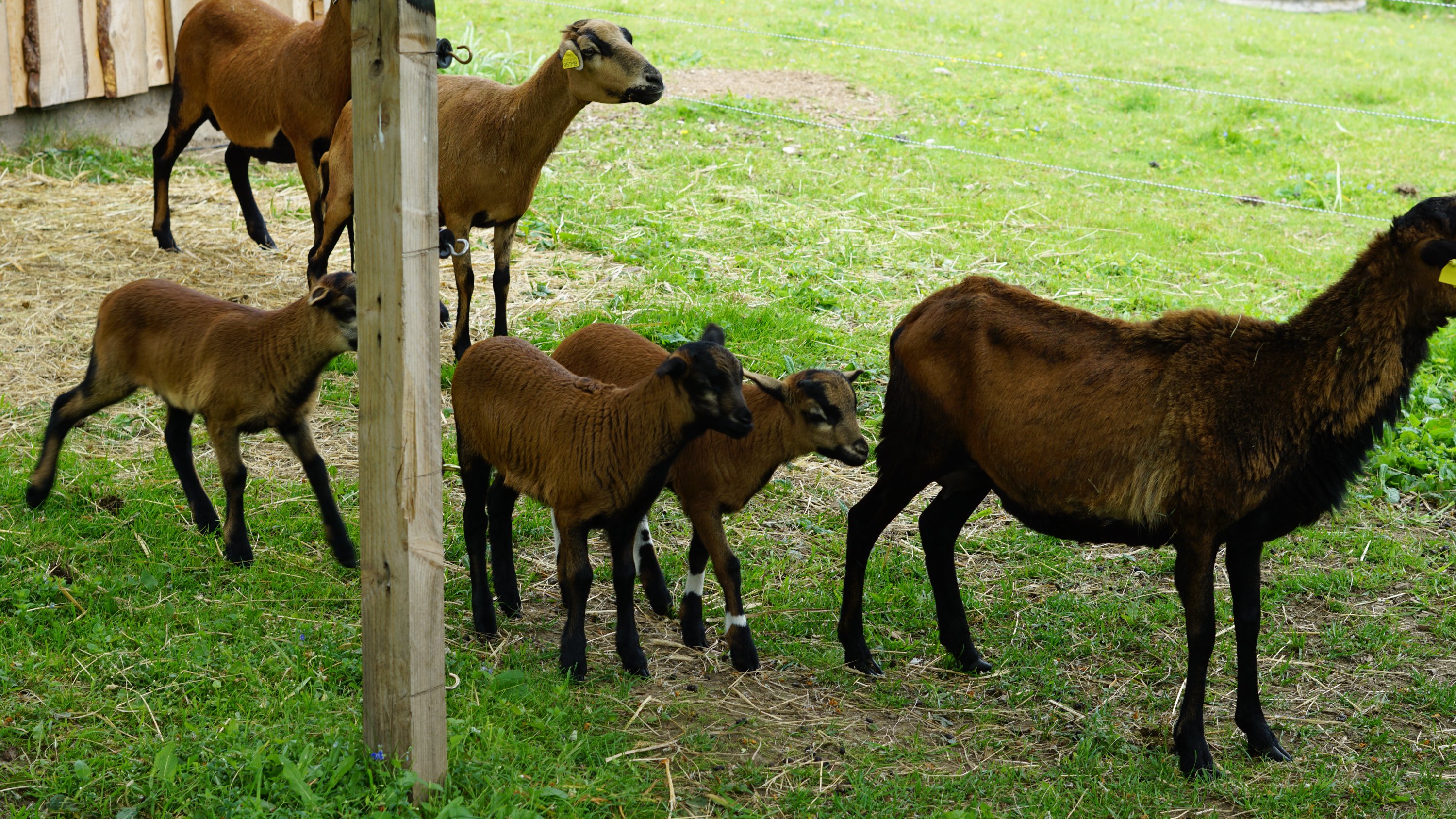 3 ausgewachsene Schafe, 3 Lämmer 
Alle braunschwarz und mit kurzem Fell 