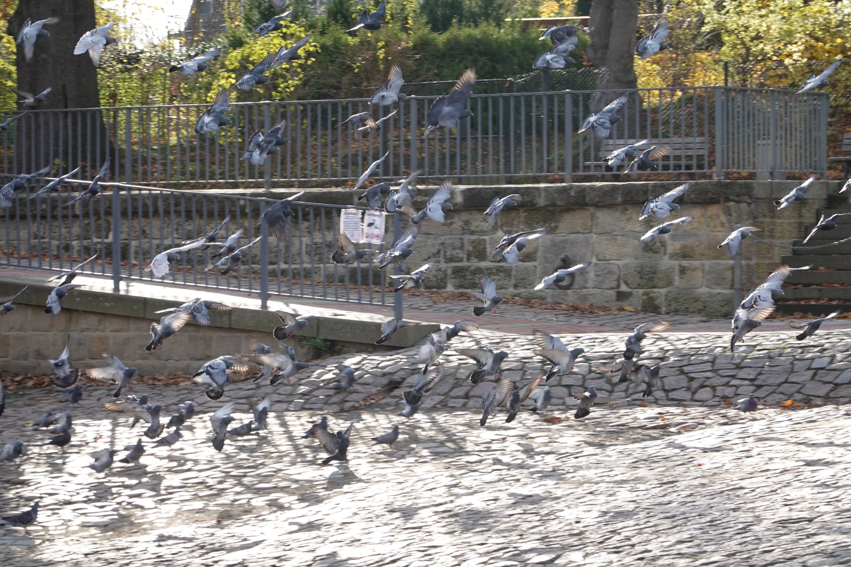 Vögel am Ufer starten durch