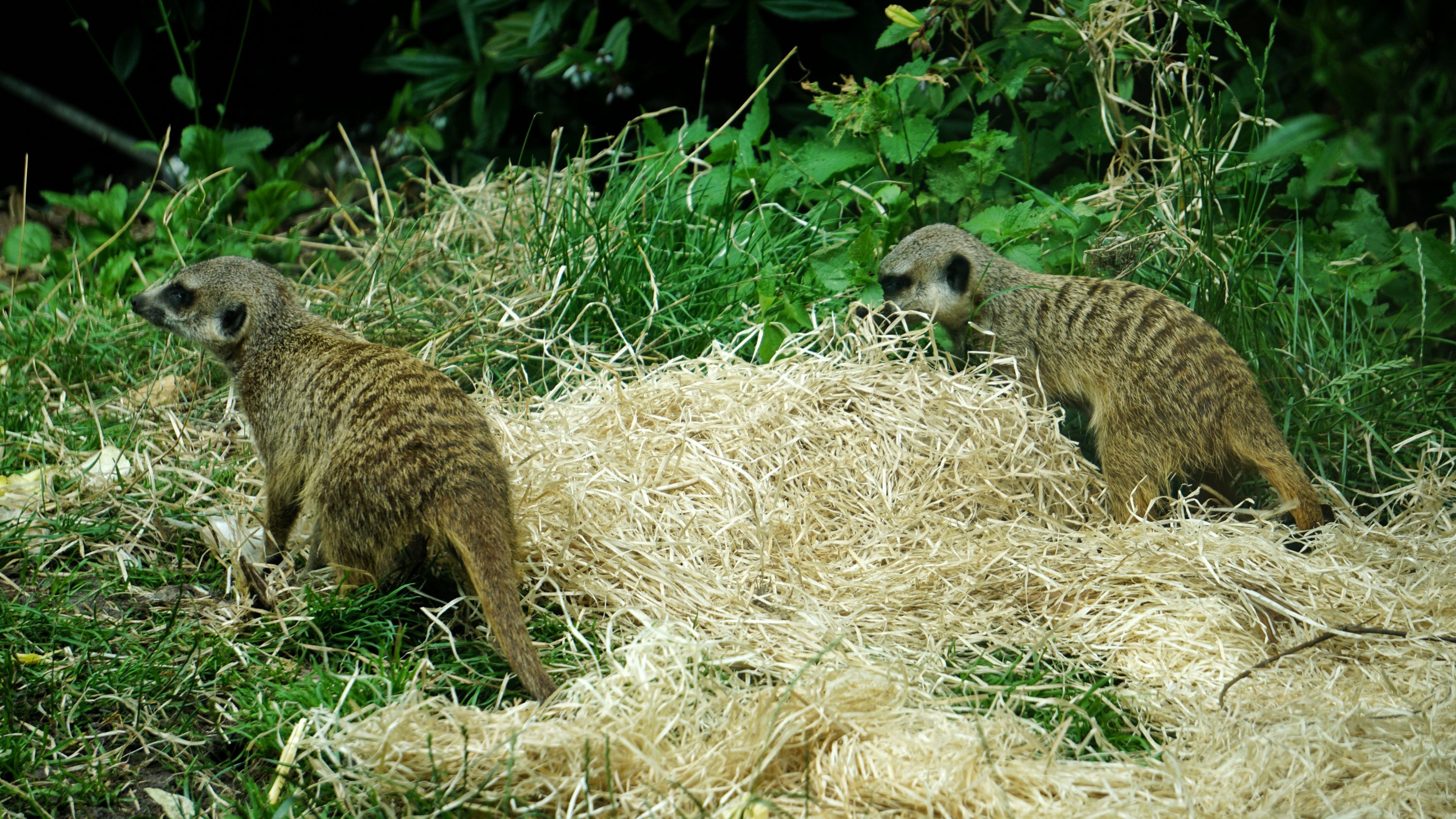 Zwei Erdmännchen wühlen im Stroh 