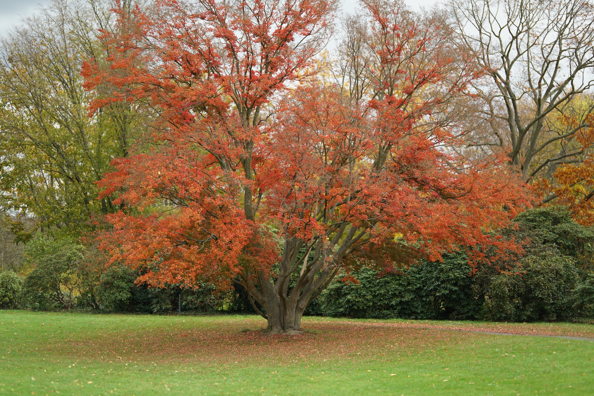 Selber Baum, minimal anderer Winkel 